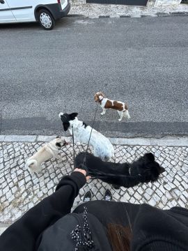 MRK9 - Cascais - Hotel de Animais de Estimação