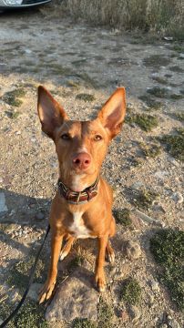 MRK9 - Cascais - Pet Sitting e Pet Walking