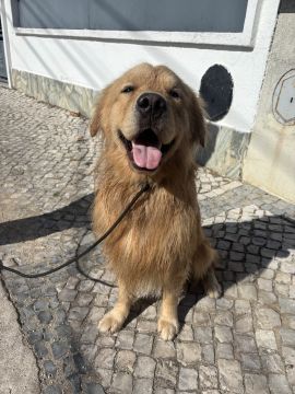 MRK9 - Cascais - Treino de Cães - Aulas