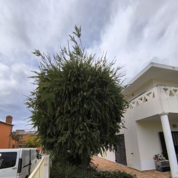 Bruno Rosa - Lagos - Nivelación y clasificación de tierras: a gran escala (más de 4000 m2)