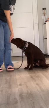 MRK9 - Cascais - Treino de Cães - Aulas