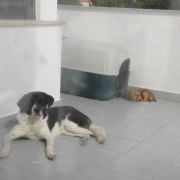 Vanessa - Vila Real - Haushalt organisieren