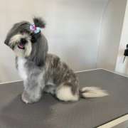 Puppies & Cia - Almeirim - Baths and Grooming for Animals