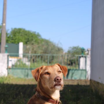 MRK9 - Cascais - Treino de Animais