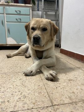 MRK9 - Cascais - Hotel e Creche para Animais