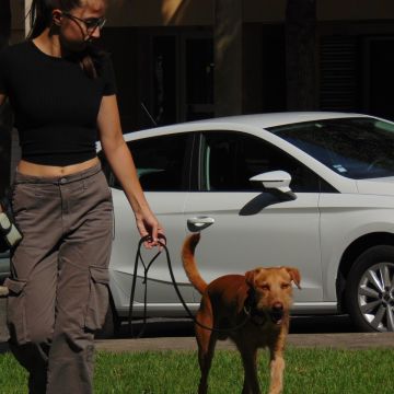 MRK9 - Cascais - Pet Sitting