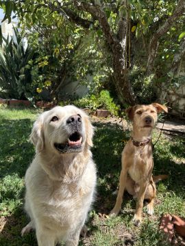 MRK9 - Cascais - Treino de Cães - Aulas