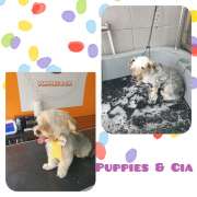 Puppies & Cia - Almeirim - Banhos e Tosquias para Animais