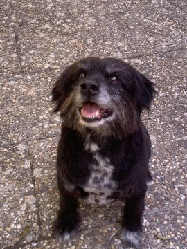 MRK9 - Cascais - Treino de Cães - Aulas