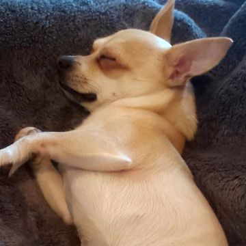 Pet_sitting_com_muito_amor - Amadora - Garde de chat