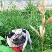 Andra - Oeiras - Dog Walking