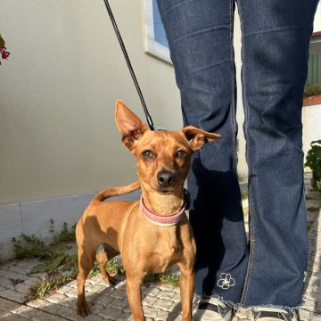 MRK9 - Cascais - Cat Sitting