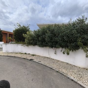 Bruno Rosa - Lagos - Cortar y podar el césped