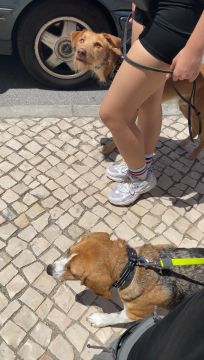 MRK9 - Cascais - Dog Walking