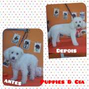 Puppies & Cia - Almeirim - Banhos e Tosquias para Animais