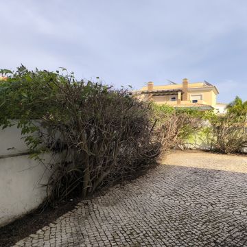 Bruno Rosa - Lagos - Jardinería