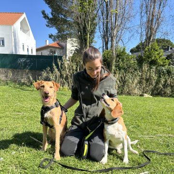 MRK9 - Cascais - Treino de Cães - Aulas