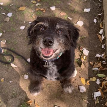 MRK9 - Cascais - Modificação de Comportamento Animal