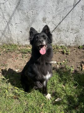 MRK9 - Cascais - Creche para Cães