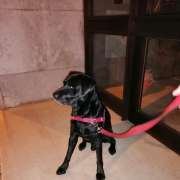Marco Almeida - Lisboa - Pension pour chiens