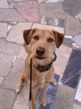 MRK9 - Cascais - Dog Sitting