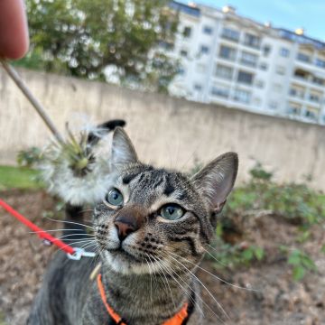 MRK9 - Cascais - Modificação de Comportamento Animal
