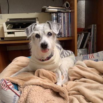 MRK9 - Cascais - Treino de Animais