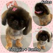 Puppies & Cia - Almeirim - Baths and Grooming for Animals