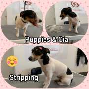 Puppies & Cia - Almeirim - Pet Care and Grooming