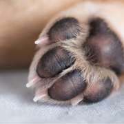 Sara Silva - Vila Nova de Gaia - Dog Daycare