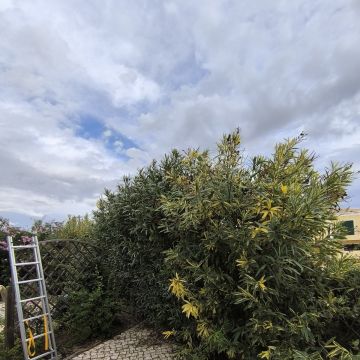 Bruno Rosa - Lagos - Instalación de césped artificial