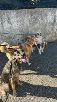 MRK9 - Cascais - Pet Sitting e Pet Walking