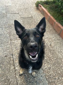 MRK9 - Cascais - Treino de Cães