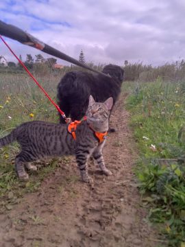 MRK9 - Cascais - Treino de Cães