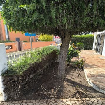 Bruno Rosa - Lagos - Jardinería