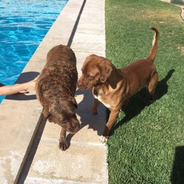 Carolina Cunha - Almada - Paseador de perros