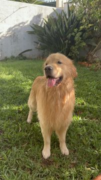 MRK9 - Cascais - Treino de Animais
