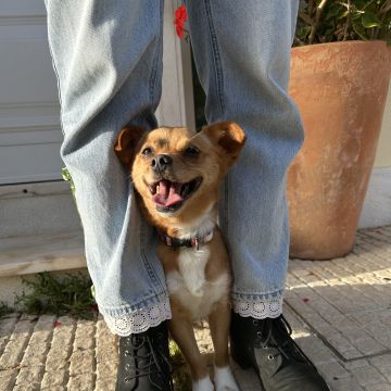 MRK9 - Cascais - Creche para Cães