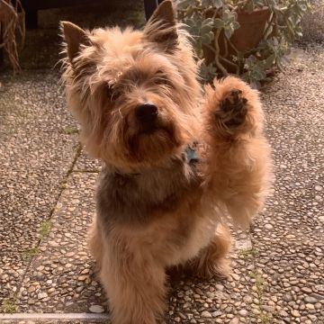 MRK9 - Cascais - Pet Sitting