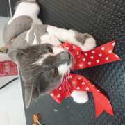 Puppies & Cia - Almeirim - Pet Care and Grooming
