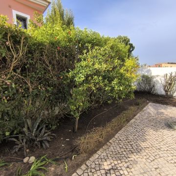 Bruno Rosa - Lagos - Poda y mantenimiento de árboles