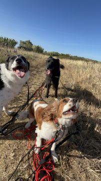 MRK9 - Cascais - Dog Walking