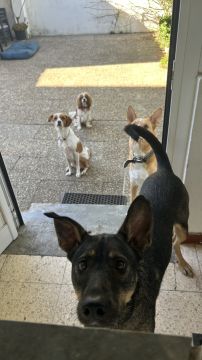 MRK9 - Cascais - Dog Sitting