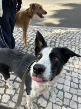 MRK9 - Cascais - Modificação de Comportamento Animal