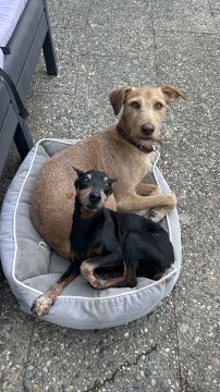 MRK9 - Cascais - Pet Sitting