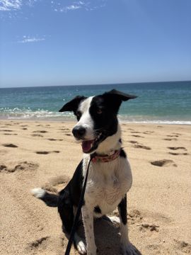 MRK9 - Cascais - Modificação de Comportamento Animal