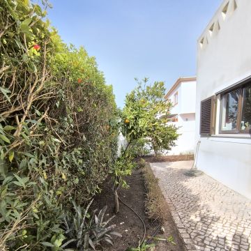 Bruno Rosa - Lagos - Plantación de árboles