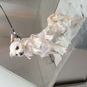 Puppies & Cia - Almeirim - Pet Care and Grooming
