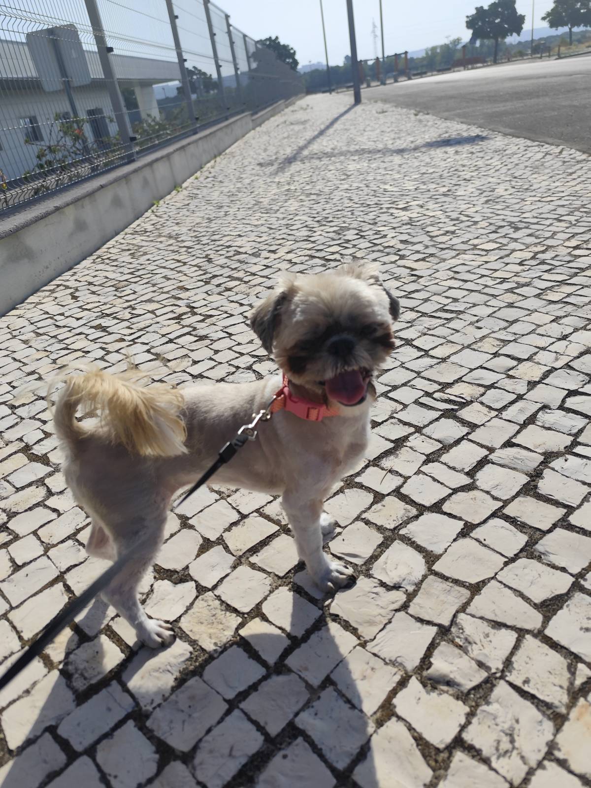 Filipa Alves - Entroncamento - Paseador de perros