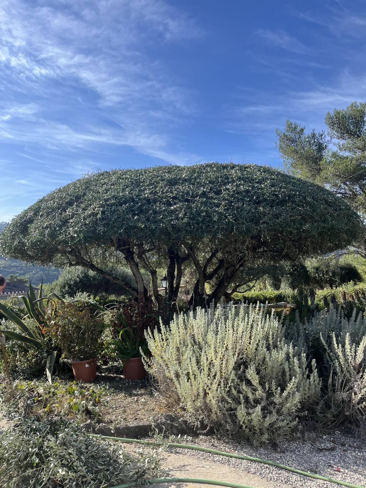 RPC Jardins - Sintra - Gartenarbeit